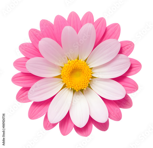 beautiful pink flower isolated on transparent background, extracted, png file