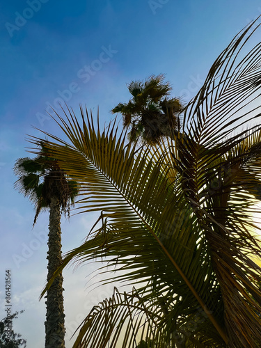 palm trees on a luxurious beach against the background of the sky and sunset