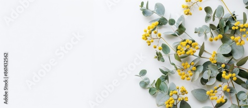 Basic mockup featuring silver leaf Cootamundra wattle blooms with a blue title card set against a white backdrop, ideal for a copy space image.