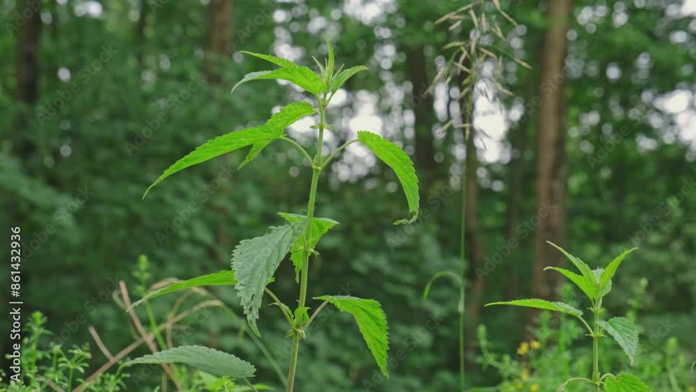 Common Nettle Urtica Dioica Stinger Herbaceous Wild Plant Stalk Common Nettle Urtica Dioica Stinger Herbaceous Wild Plant Stalk