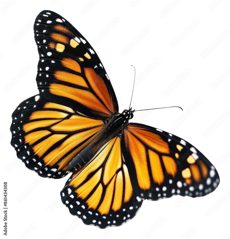 Fototapeta premium PNG Viceroy butterfly animal insect white background.