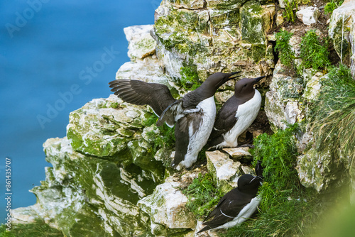 Guillemot, Uria Aalge, birds colony on cliffs, Bempton Cliffs, North Yorkshire, England photo