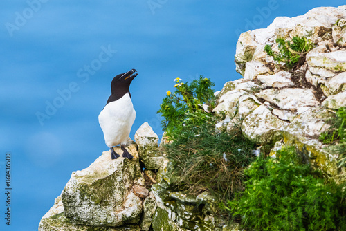 Razorbill, Alca Torda, birds on cliffs, Bempton Cliffs, North Yorkshire, England