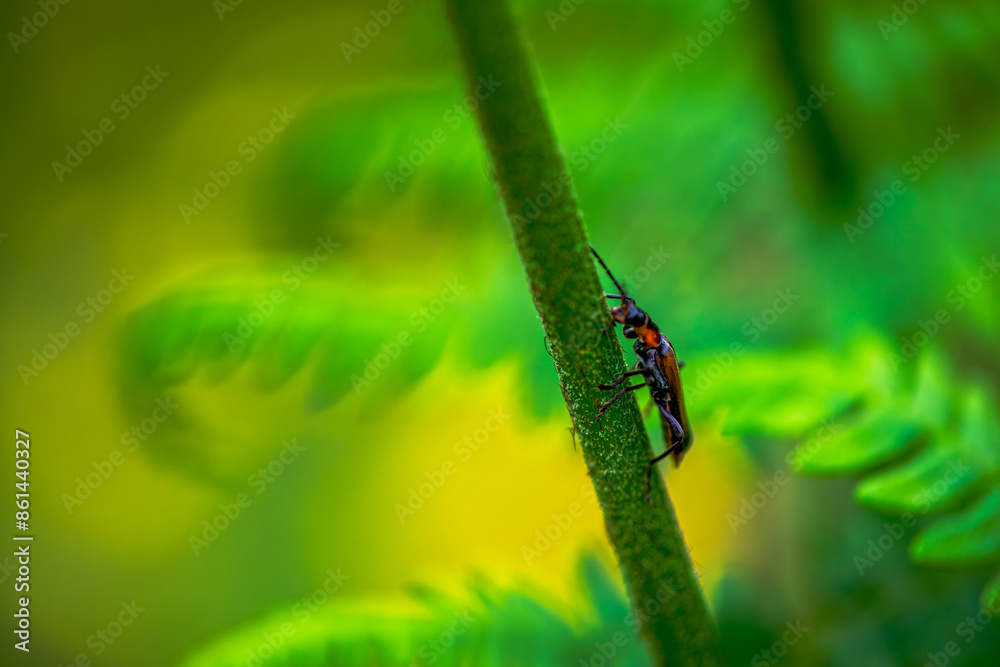 Hidden Soldier: Macro Photo of Cantharidae in Green Leaves Hidden Soldier: Macro Photo of Cantharidae in Green Leaves