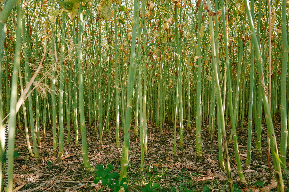 Obraz premium Green ripe rape seed oil stalks in a filed. Low angle ground level shot, summer day, no people