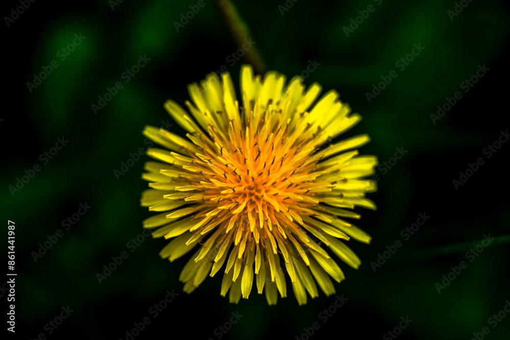 Golden Intricacy: Macro Photo of a Dandelion Flower Golden Intricacy: Macro Photo of a Dandelion Flower