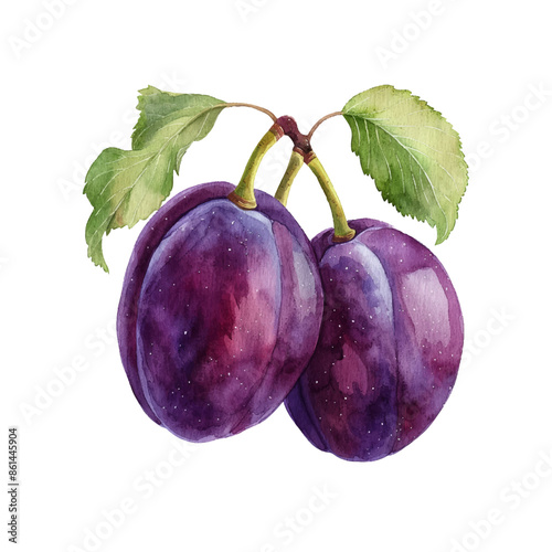 plum vector illustration in watercolor style