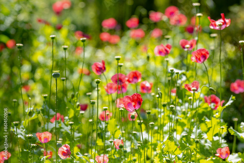 Photography Selective focus of Papaver somniferum in spring, Commonly known as the opium poppy or breadseed poppy, Purple pink flowers with green leaves in the garden as background, Natural floral background