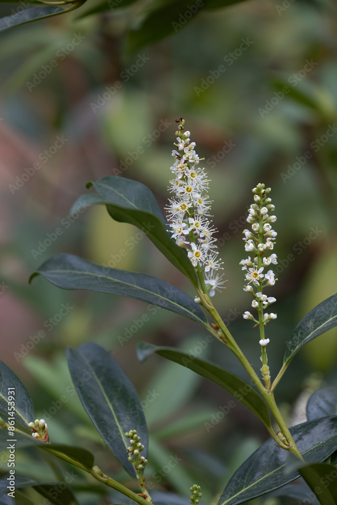 A bush blooming with white flowers in autumn park. Beautiful scenery in Germany. A bush blooming with white flowers in autumn park. Beautiful scenery in Germany.