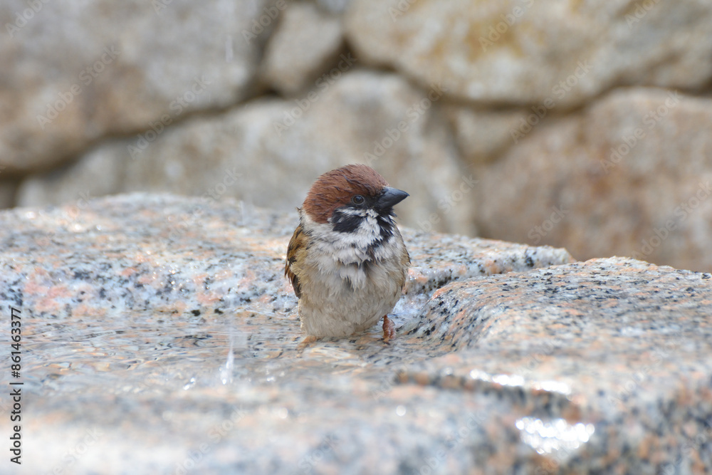 Naklejka premium 和らぎの庭のスズメ