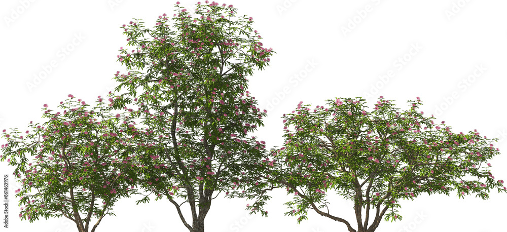 Fototapeta premium blooming shrub pink powder puff hq arch viz cut out plant