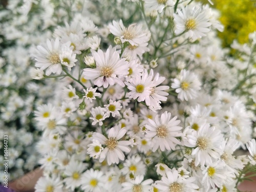 white cherry blossom