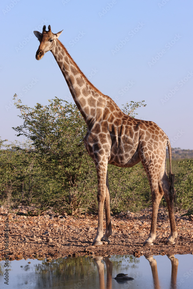 Obraz premium one single giraffe at a waterhole in Namibia