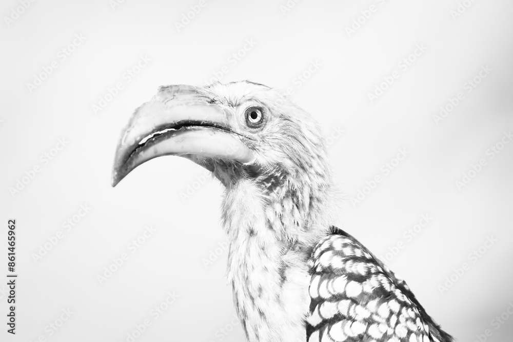 Fototapeta premium black and white picture of a southern yellow-billed hornbill