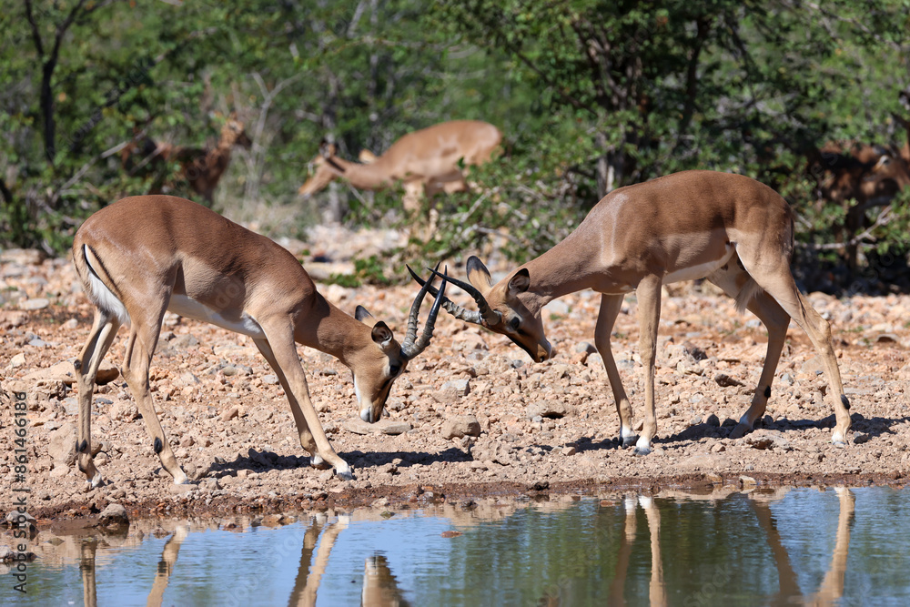 two fighting male impala antelopes two fighting male impala antelopes