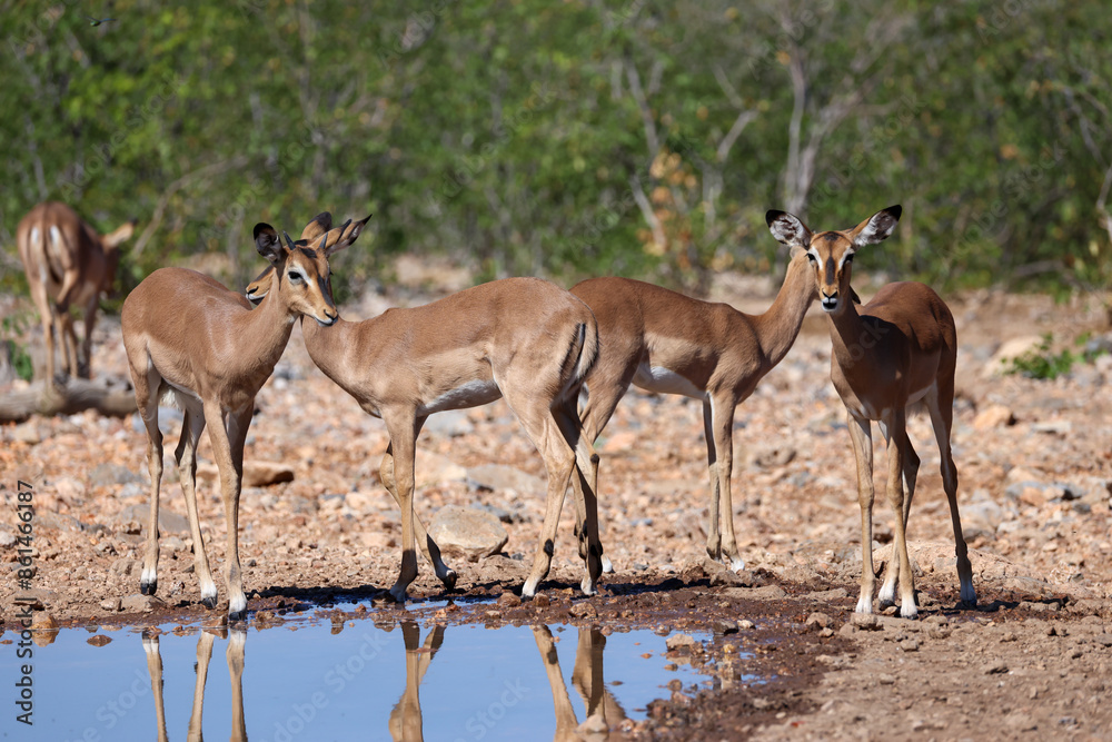 a group of female impala antelopes at a waterhole in Namibia a group of female impala antelopes at a waterhole in Namibia