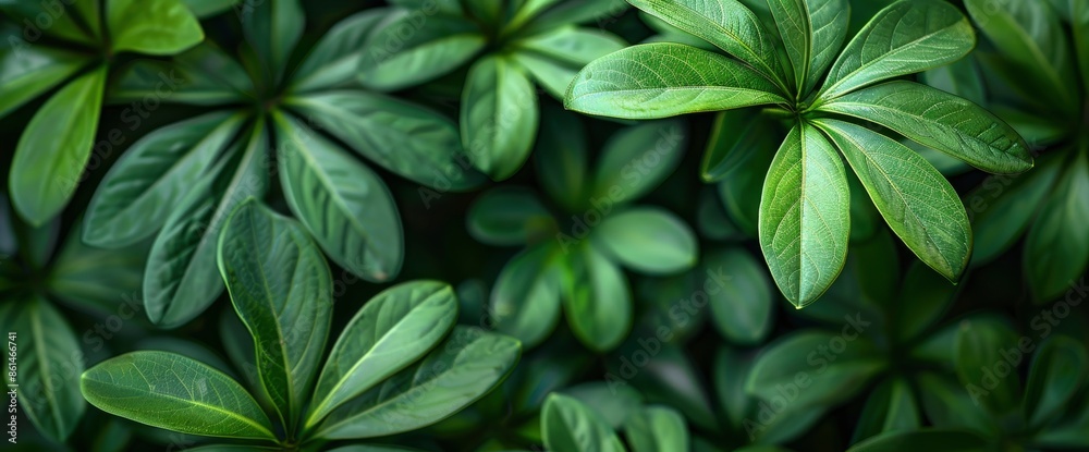 Green Asian Tropical Leaves In The Park, Showcasing Their Lush And Vibrant Nature Green Asian Tropical Leaves In The Park, Showcasing Their Lush And Vibrant Nature