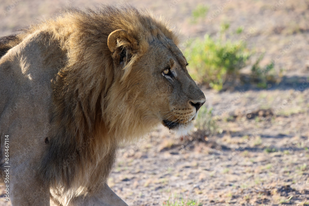 a male lion in the savannah of Namibia a male lion in the savannah of Namibia