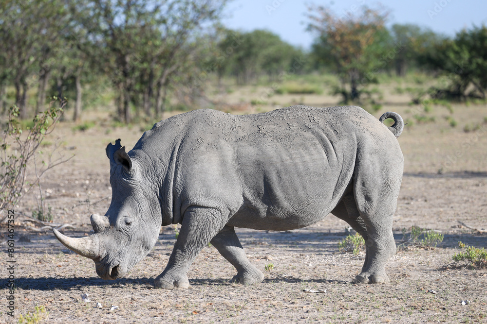 Obraz premium a white rino in the savannah of Namibia