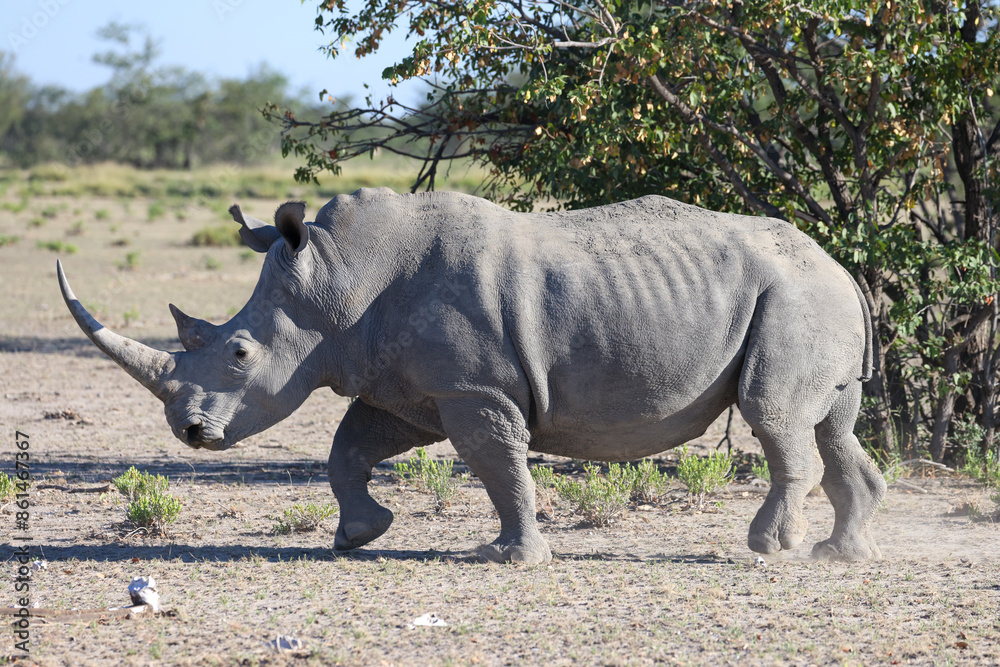 Fototapeta premium a white rino in the savannah of Namibia