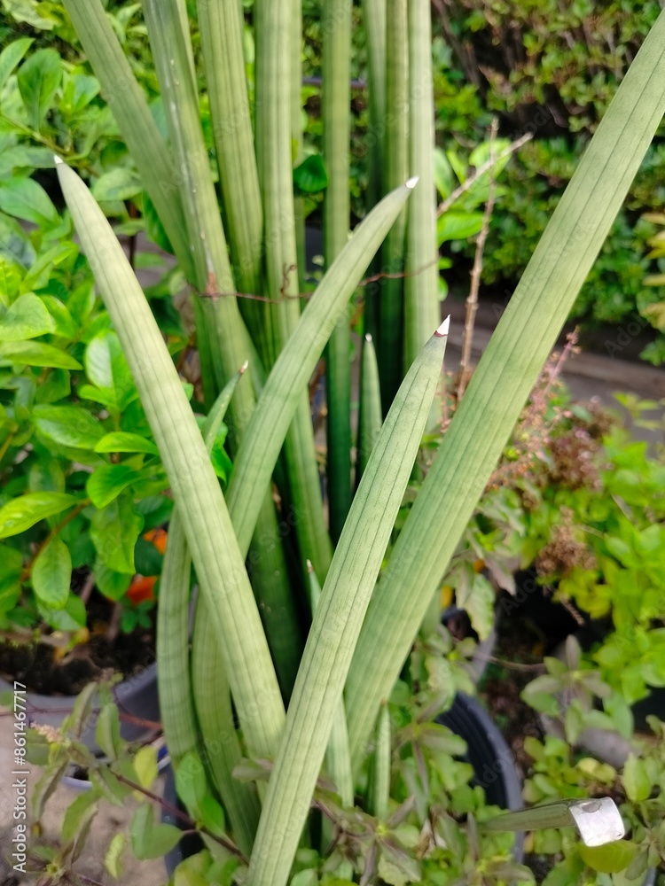 Obraz premium aloe vera plant