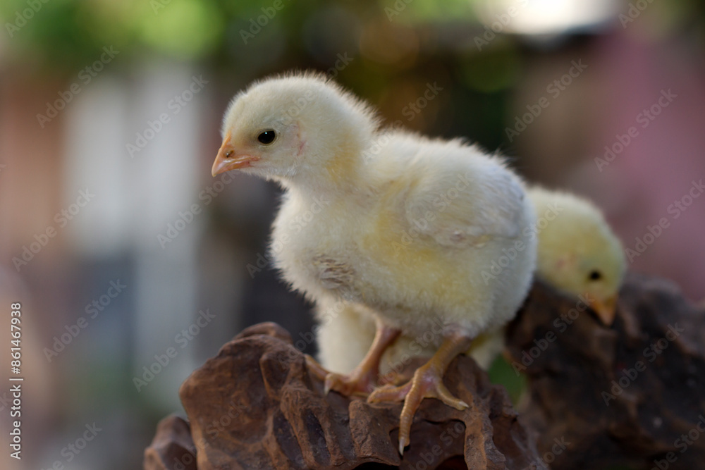 Cute little chicken isolated on nature background Cute little chicken isolated on nature background