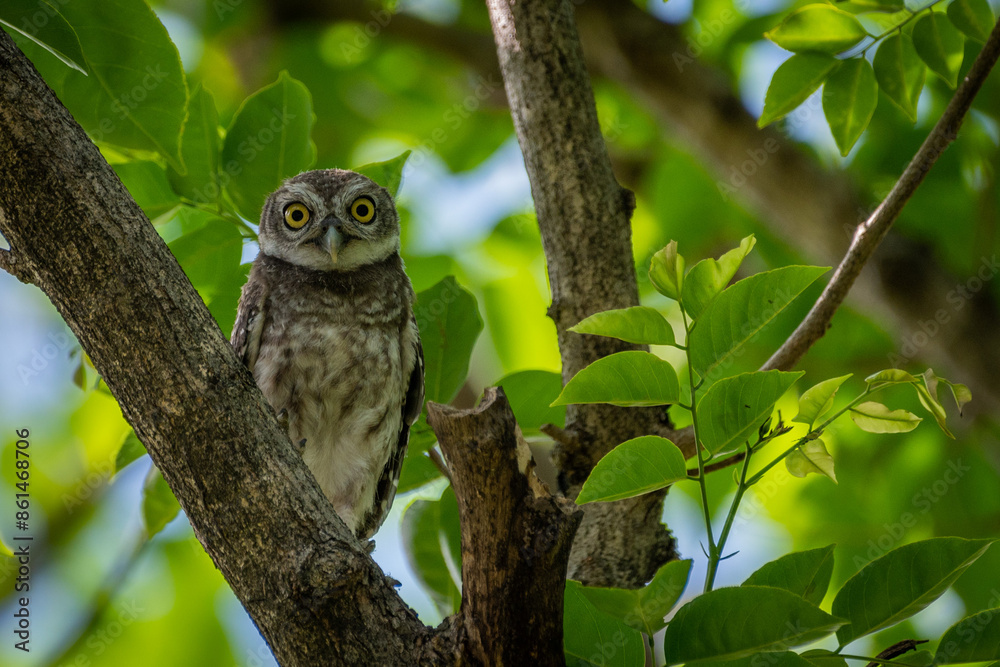 A surprised owl perches on a tree branch amidst green foliage. A surprised owl perches on a tree branch amidst green foliage.