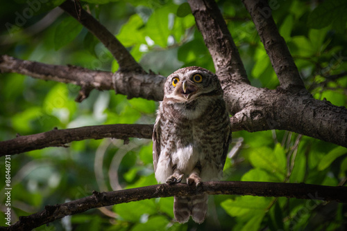 A surprised owl perches on a tree branch amidst green foliage.