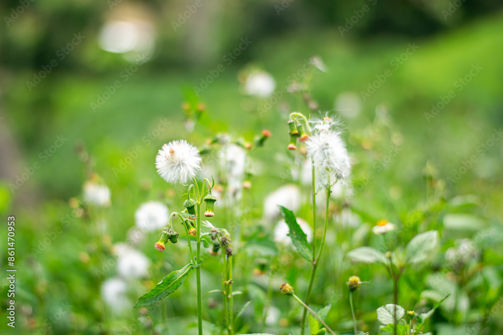 The meadow is full of beautiful white grass flowers. The meadow is full of beautiful white grass flowers.