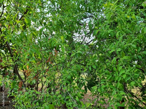 Santalum album sandalwood tree stem and branches with leaves and green background near closeup shots