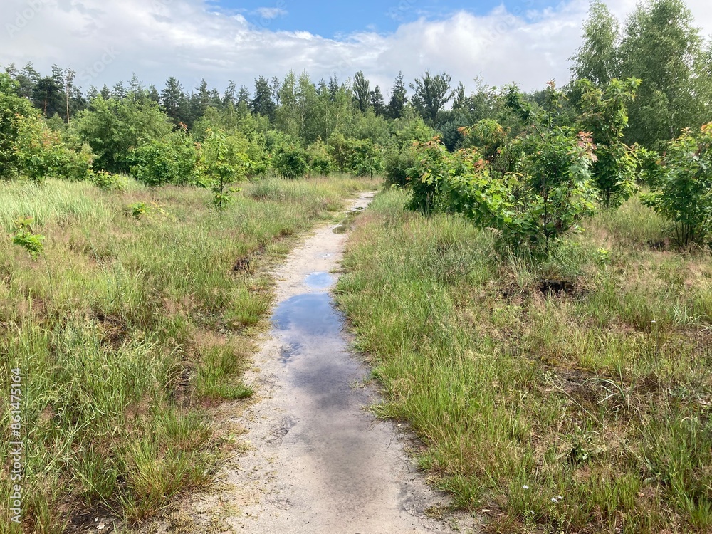 Puddles in the forest after heavy rain and showers Puddles in the forest after heavy rain and showers