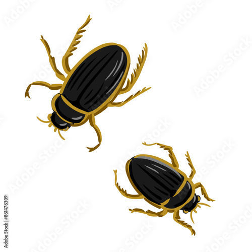 vector drawing predaceous diving beetles , water tigers, hand drawn insect isolated at white background