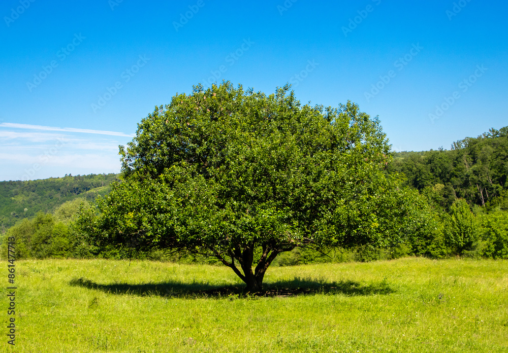 Fototapeta premium Landscape with a green tree with a round crown on a field with grass