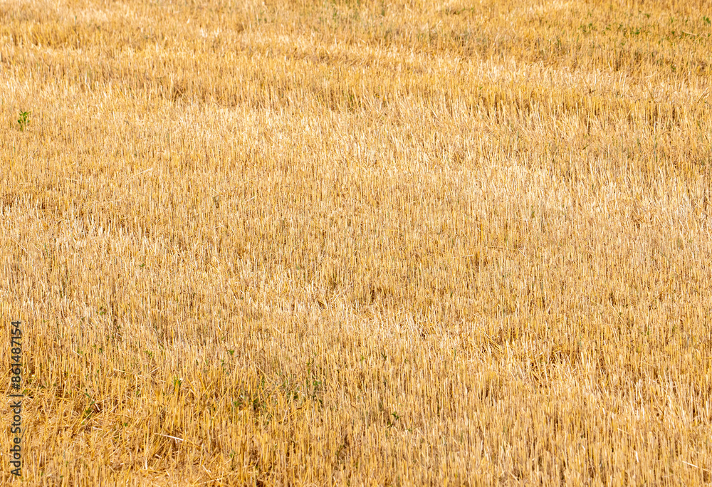 Fototapeta premium Close-up with stubble after wheat harvest