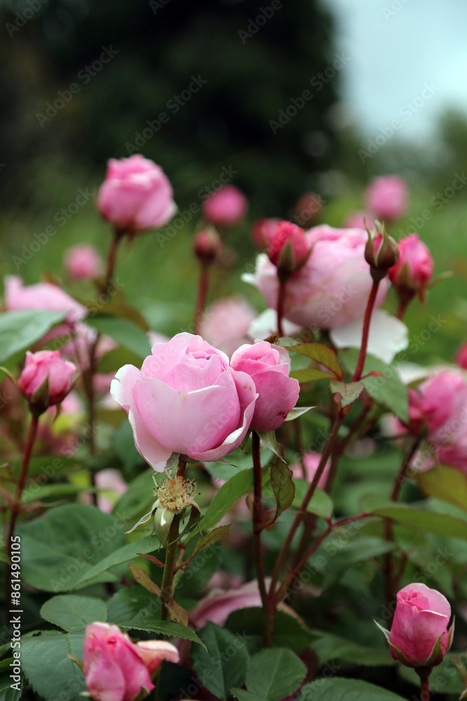 Macro image of pink shrub Rose buds, North Yorkshire England
Macro image of pink shrub Rose buds, North Yorkshire England