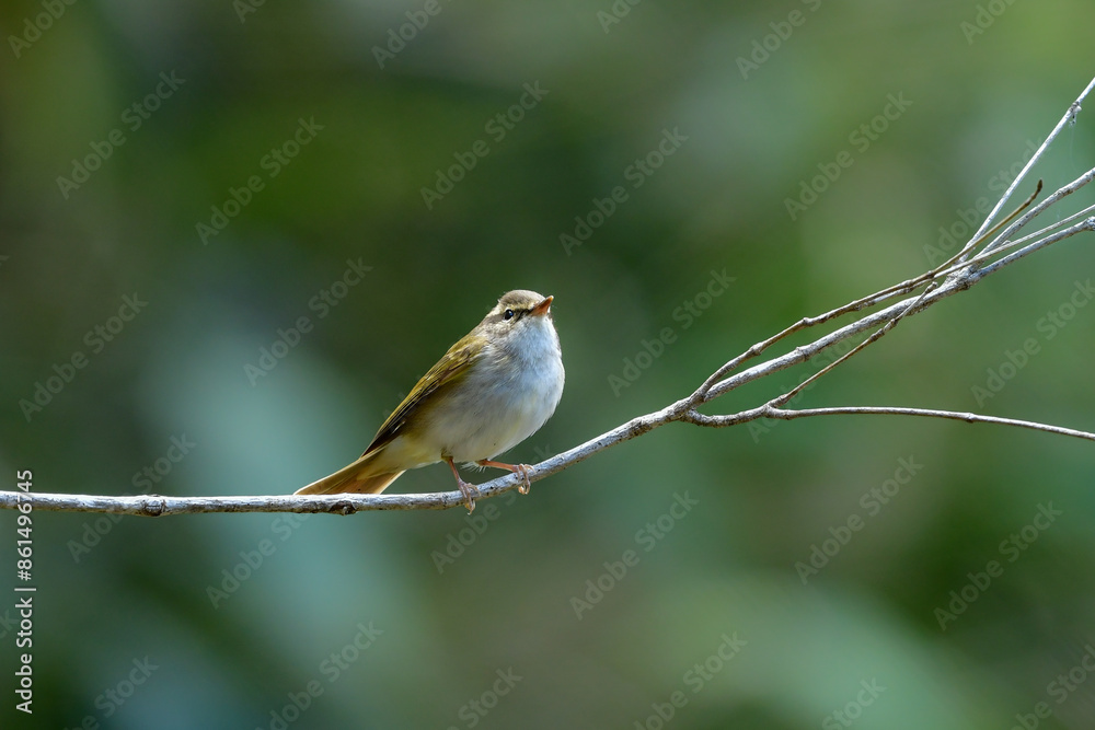 Fototapeta premium 上高地や八ヶ岳で初夏に山や高原で見られる美しいさえずりのエゾムシクイ