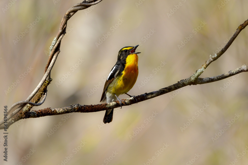Naklejka premium 初夏の高原の森を彩る美しい黄色とオレンジの野鳥、人気者の渡り鳥キビタキ