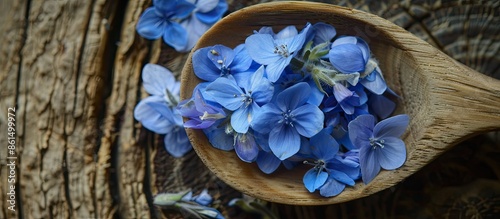 A wooden spoon holds delicate Persian speedwell flower petals in pale blue, set on an old rustic board, ideal for aromatherapy or herbal tea, allowing space for text. Copy space image. photo