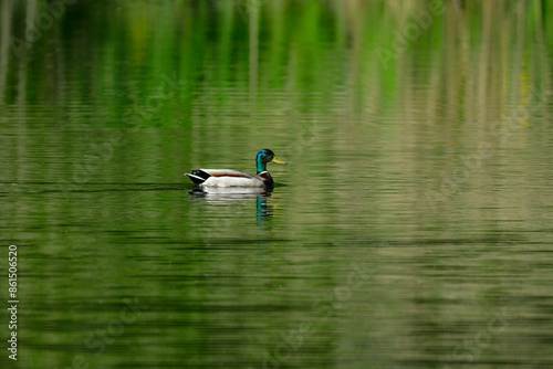 公園の池で子育てする身近な野鳥、緑色が美しいマガモ © trogon