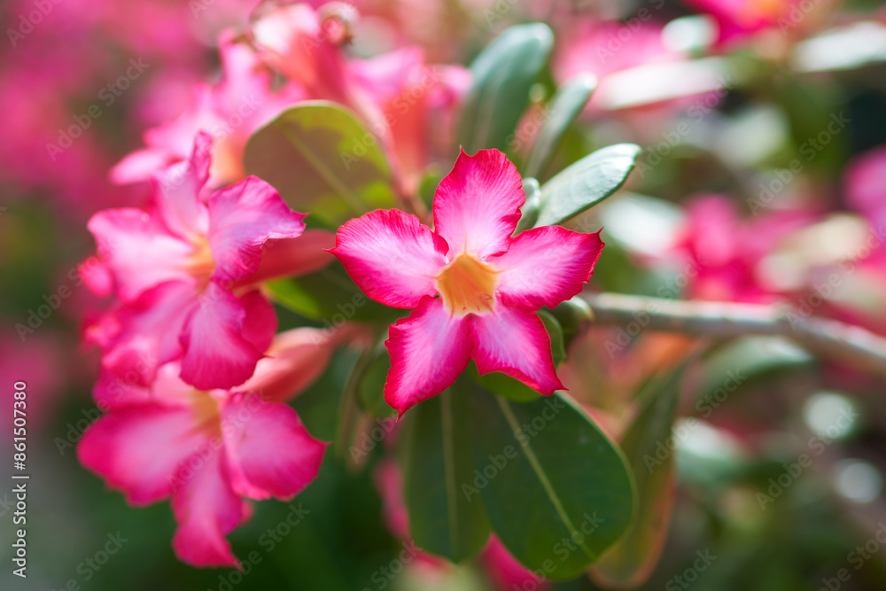 adenium flowers grow in the desert of Abu Dhabi adenium flowers grow in the desert of Abu Dhabi