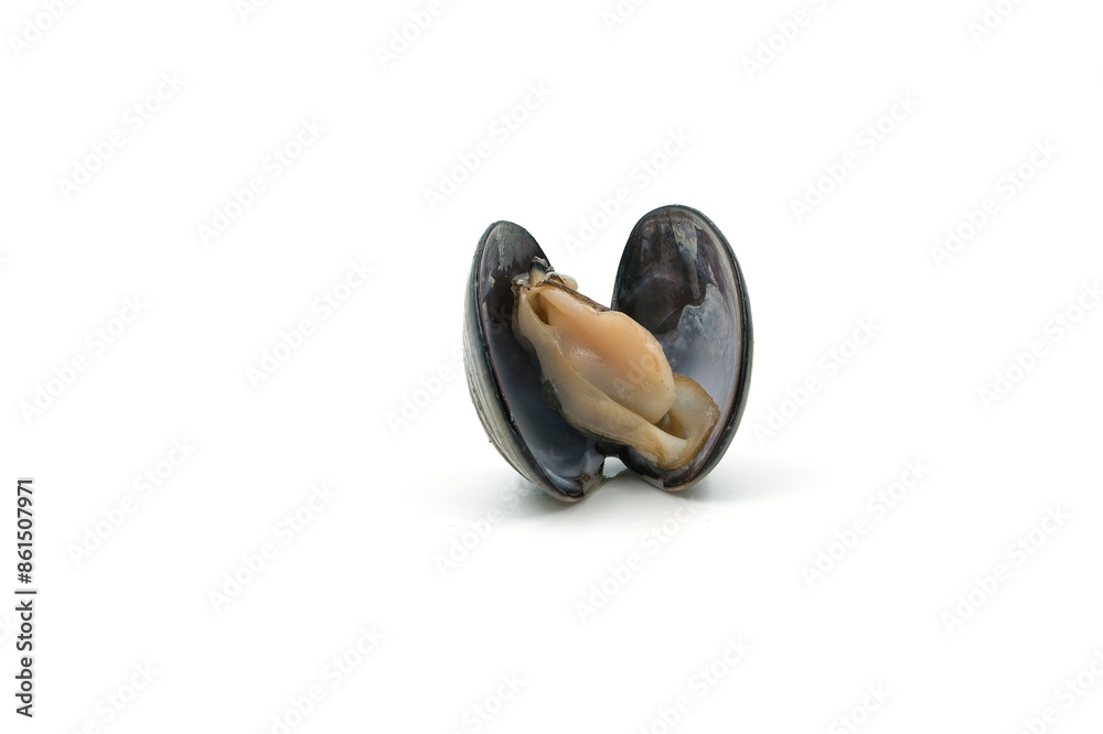 Closed up fresh baby clams, venus shell, shellfish, carpet clams, short necked clams, as raw food from the sea are the seafood ingredients. fresh clams Background. seafood.Isolated on white background Closed up fresh baby clams, venus shell, shellfish, carpet clams, short necked clams, as raw food from the sea are the seafood ingredients. fresh clams Background. seafood.Isolated on white background