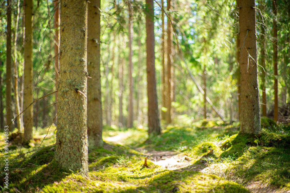 Fototapeta premium close up of pine tree in beatiful green forest scenery