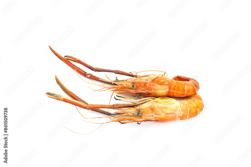 shrimp on white background shrimp on white background