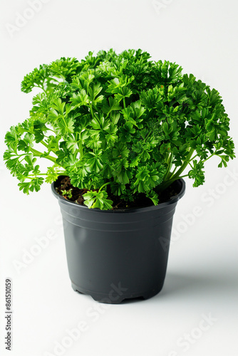 Parsley, herb cultivation photo