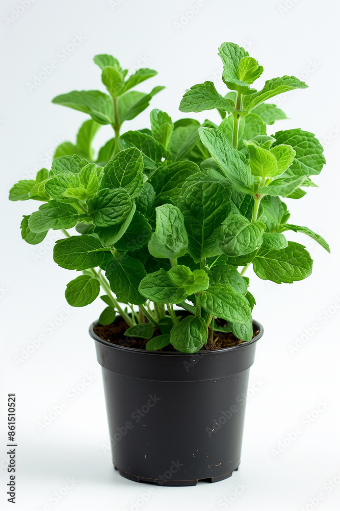 Mint, herb cultivation Mint, herb cultivation
