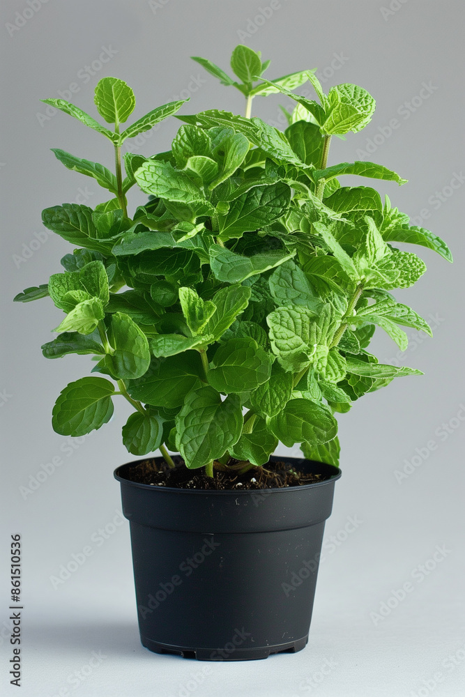 Mint, herb cultivation Mint, herb cultivation