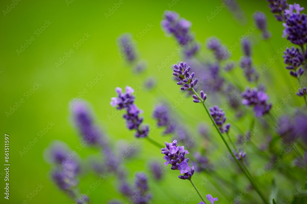 Obraz premium Lavender in green background 