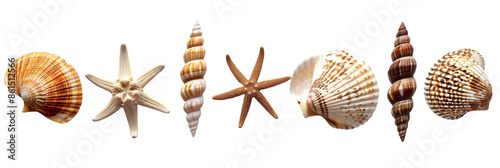 Seashells and Starfish Collection on Black Background