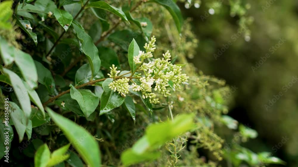 Delicate white flower blooming in a lush green bush surrounded by fresh leaves and branches. Vibrant and natural scene Delicate white flower blooming in a lush green bush surrounded by fresh leaves and branches. Vibrant and natural scene