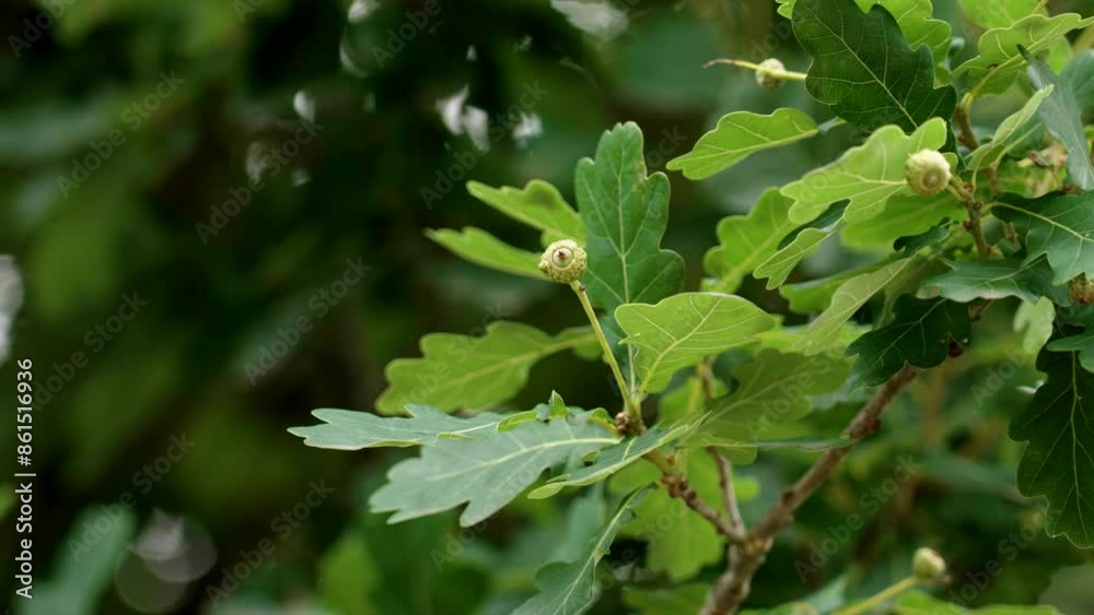 Green small oak acorns on a wild woodland tree branch in early summertime Green small oak acorns on a wild woodland tree branch in early summertime